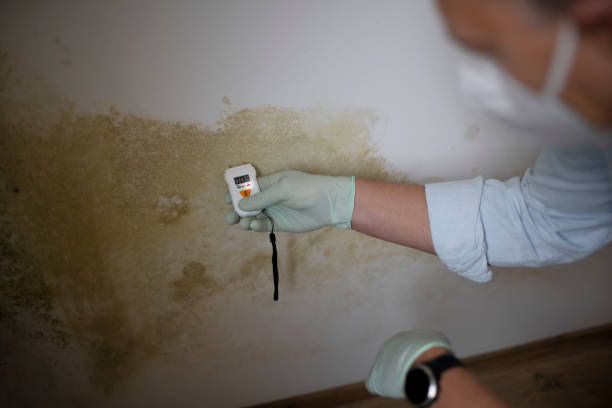 Best Mold Cleaning Services  in Madison, OH