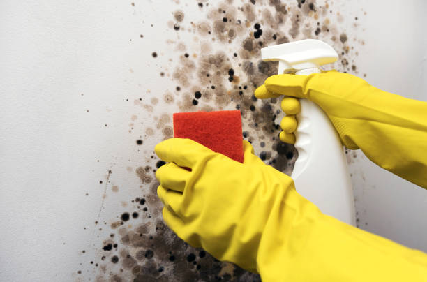 Best Mold Damage Repair  in Madison, OH