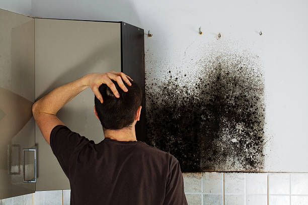 Best Mold Remediation  in Madison, OH