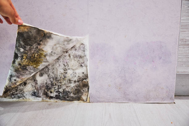 Best Residential Mold Removal  in Madison, OH